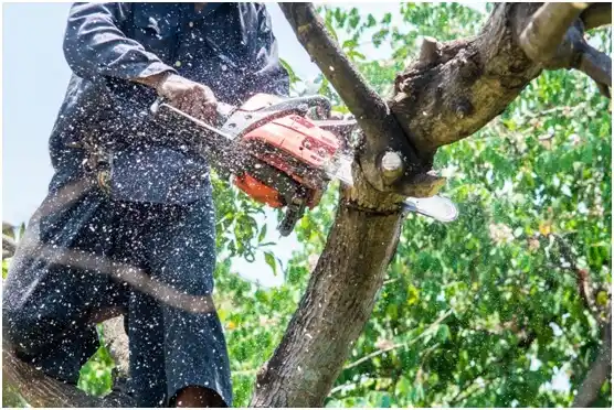 tree services Cadott